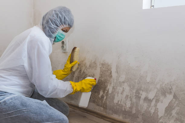 Best Black Mold Removal  in Crafton, PA