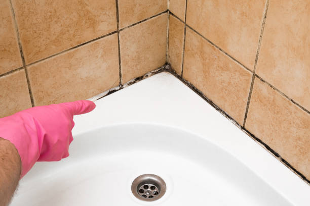 Mold Testing and Removal in Crafton, PA
